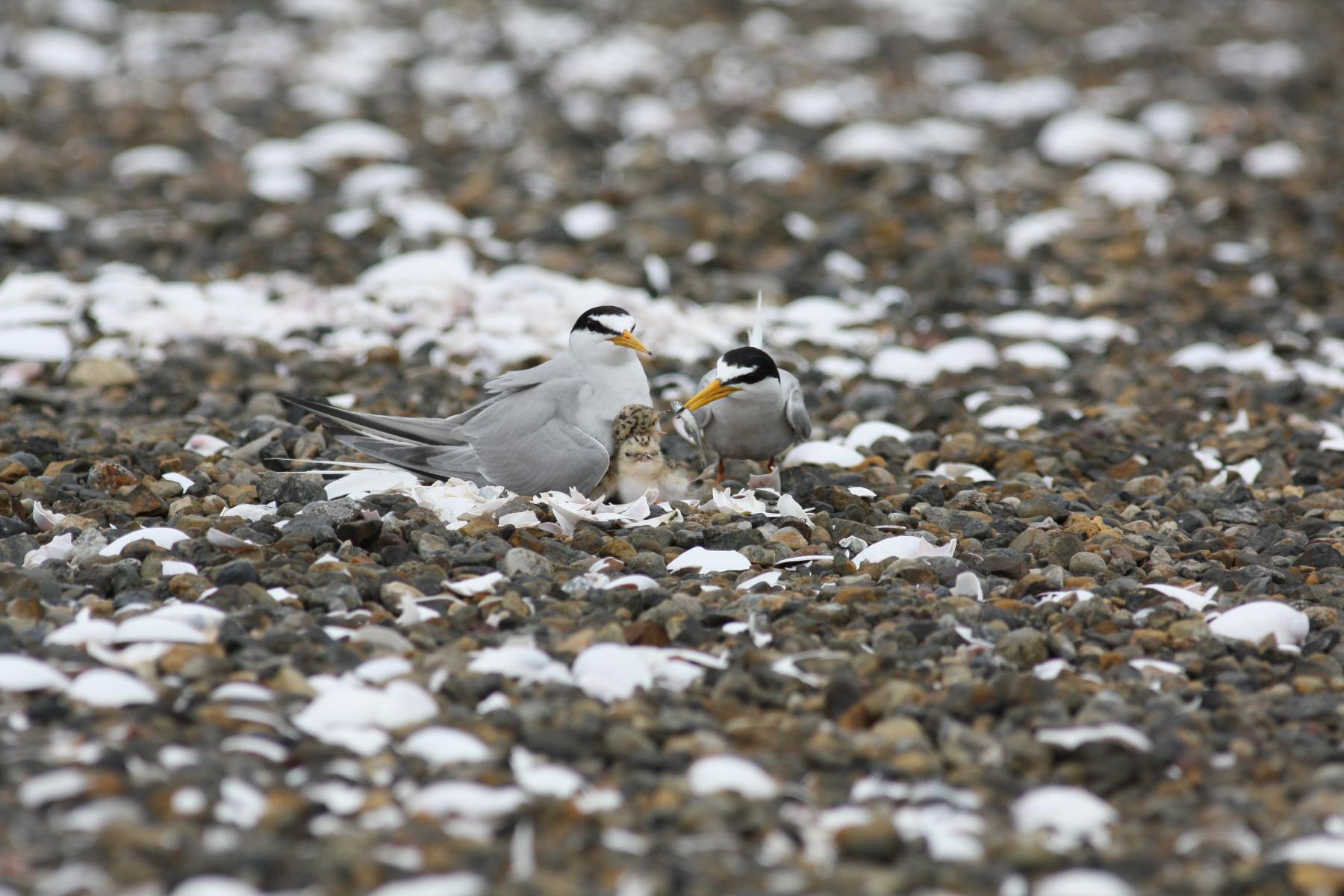 屋上で繁殖するコアジサシ その生態と保全活動の紹介 オンラインイベント くりべぇす 社会貢献活動 Sdgs促進に貢献するアクトコイン